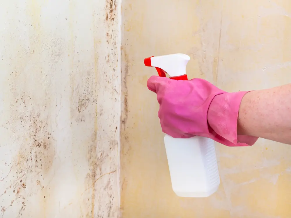killing mold with chemical spray